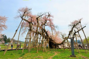 置賜さくら回廊